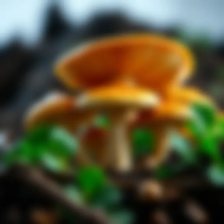 Varieties of mushrooms with health benefits