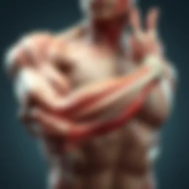 Soleus Muscle Anatomy Anatomical illustration of the soleus muscle